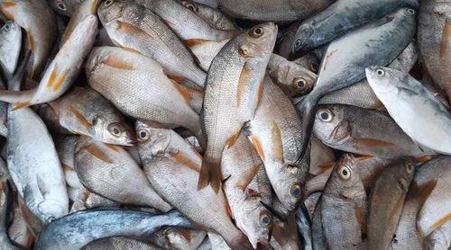 Porto Novo/Pescas: Centro de tratamento constitui “um activo importante” para associação dos pescadores e peixeiras – responsável