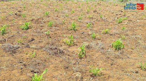 Município do Porto Novo bafejado pelas chuvas e agricultores já acreditam num bom ano agrícola