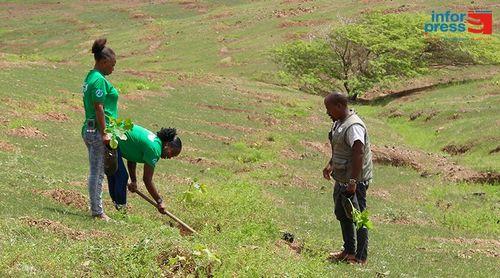 Maio: Fundação Maio Biodiversidade fixa mais de 2500 plantas nos perímetros florestais da ilha 