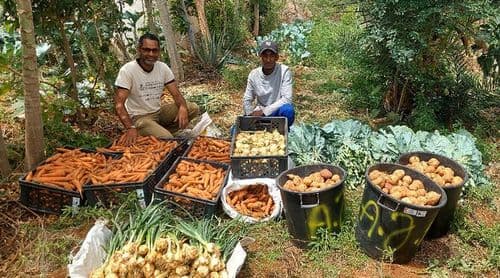 Porto Novo/Casa de Meio: Campo experimental torna-se num caso de sucesso na utilização de técnicas agroecológicas - associação 