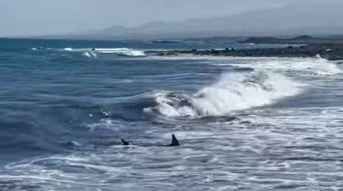 Porto Novo/Época Balnear: Praia do Armazém continua interditada devido à presença de tubarões