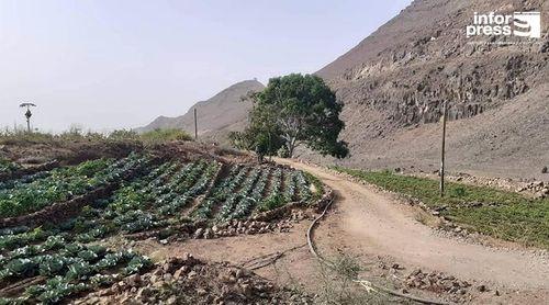 Porto Novo/Ribeira Fria: Mais de 80% dos agricultores já utilizam rega gota-a-gota com impacto na produção  – responsável