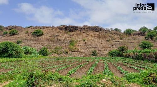 Santiago Norte: Agricultores admitem reduzir áreas de cultivo devido à escassez de mão-de-obra e incerteza das chuvas