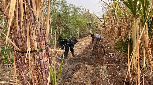 Porto Novo/Ribeira das Patas: Agricultores preparam próxima safra de cana-de-açúcar a partir de Janeiro 