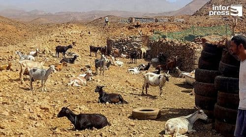 Porto Novo: Espectro de mais um ano de seca começa a pairar sobre Planalto Norte – camponeses 