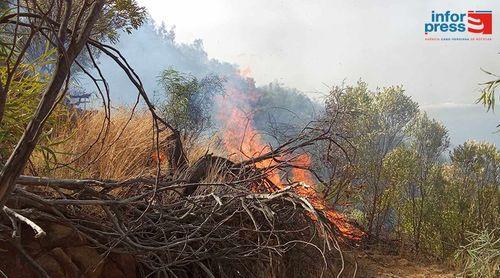 Santo Antão/Planalto Leste: Amupal inicia produção de plantas para acções de reflorestação nas zonas afectadas por incêndios 