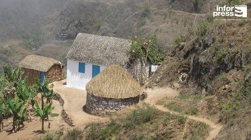Santo Antão: Agricultores confirmam existência da praga de cafeeiros em Santa Isabel