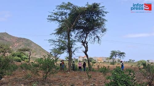 Santiago Norte: Campanha agrícola arranca entre chuva irregular, falta de mão de obra e pragas
