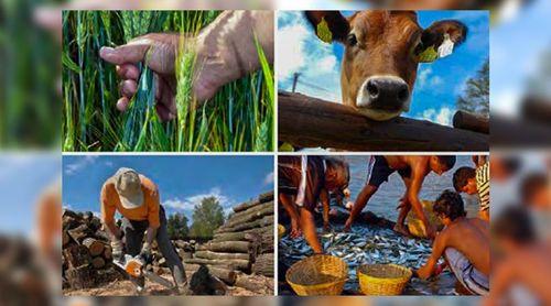 Falta de mão-de-obra ameaça sector primário em Santiago Norte