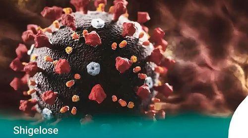 INSP launches investigation on Sal island into shigellosis cases reported by tourists