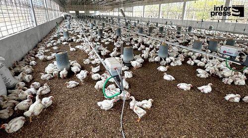 São Vicente: Sociave paralisa produção de frango agora em Abril com previsão de retoma a 01 de Maio – administrador