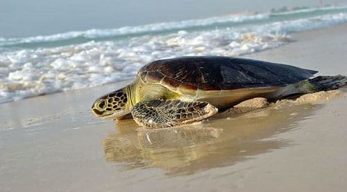Fogo: Monitorização no Ilhéu de Cima regista 281 ninhos e 535 rastos de tartarugas marinhas entre Junho e Julho