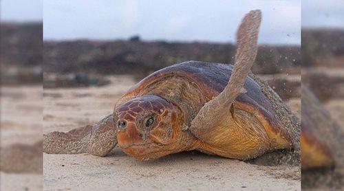 Perto de três mil ninhos registados nas praias da ilha do Fogo e ilhéus este ano 