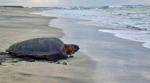 Fundação Maio Biodiversidade pede “fiscalização eficiente” para travar apanha de tartarugas marinhas