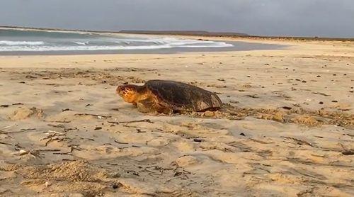 Maio: Fundação prevê envolver mais de 100 pessoas na nova época de protecção das tartarugas marinhas