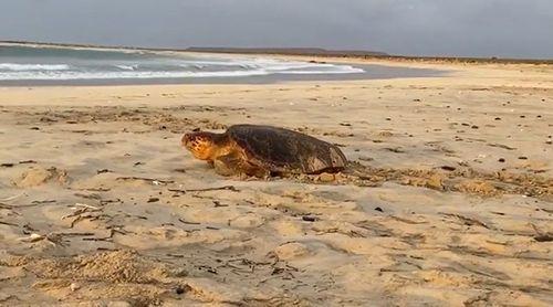 Boa Vista: “Fraca fiscalização” uma das maiores dificuldades na protecção e conservação das tartarugas marinhas - Associação Varandinha 