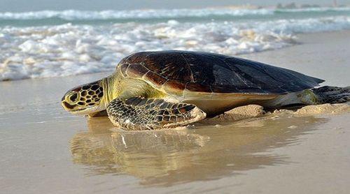 São Vicente : l’Institut du tourisme présente une étude de faisabilité d’un centre d’observation des tortues à São Pedro
