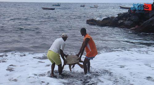 Santo Antão: Terrimar enaltece gesto dos moradores da Pontinha de Janela no salvamento de duas tartarugas marinhas