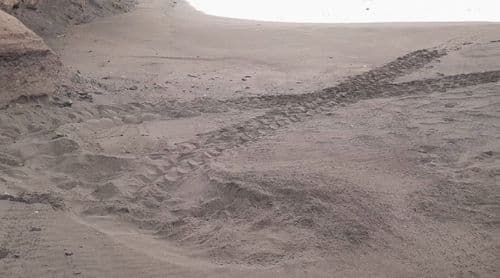 Porto Novo: Terrimar regista primeiros ninhos de tartaruga marinha nesta temporada de desova