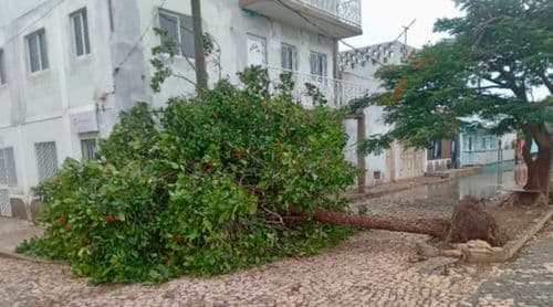 Maio: Ventos fortes derrubam árvores e danificam estruturas na ilha