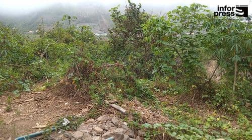 São Nicolau: Labour shortages caused by youth emigration affecting the start of the agricultural year