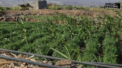 Porto Novo: Agricultores do perímetro agrícola de Chã de Galinheira continuam a enfrentar penúria de água