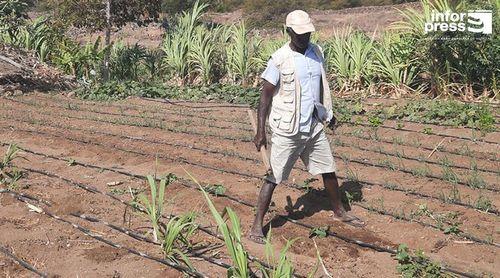 Porto Novo: Perímetro de Ponte Sul/Chã de Mato com “boa colheita” este ano – responsável