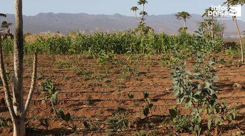 Porto Novo: ONG portuguesa disponível para continuar trabalho com agricultores no domínio da agroecologia