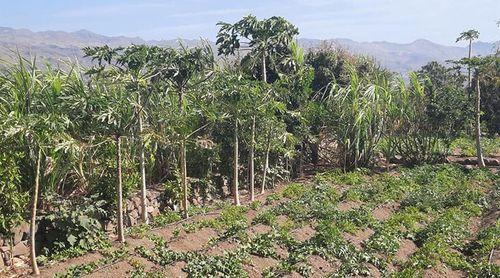 Porto Novo: Jovens agricultores da Casa de Meio vão ter espaço de tratamento de produtos agrícolas      