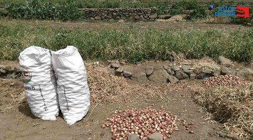 Porto Novo: Deputado enaltece “esforço e empenho” dos agricultores em garantir produtos de qualidade
