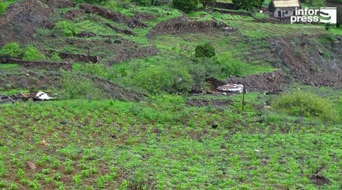 Porto Novo/Ano agrícola: Falta de trabalhadores condiciona actividade agrícola no município 