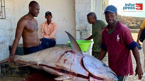 Maio: Fishermen catch tuna measuring approximately 1.90 meters and weighing over 100 kilos
