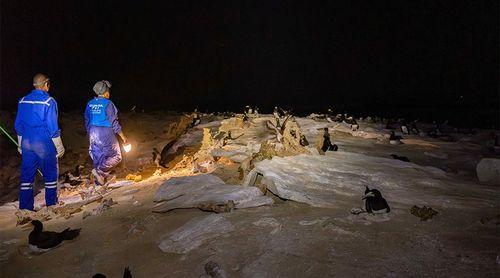 Boa Vista: Bios.CV Warns of Impact of Fishing, Tourism and Cats on Marine and Birds of Prey Species