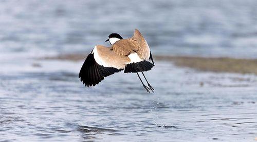 Maio: Island remains a safe haven for migratory birds, despite threats – Maio Biodiversity Foundation