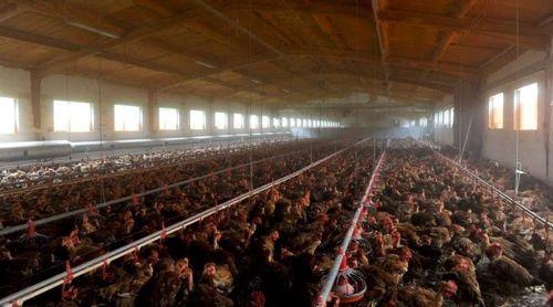 Brasil suspende vendas de frango para Argentina, China e UE devido a caso de gripe aviária