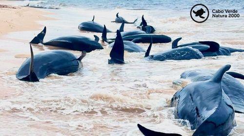 Boa Vista: Cabo Verde Natura 2000 salue les efforts déployés pour sauver 40 globicéphales au large de la plage de Varandinha