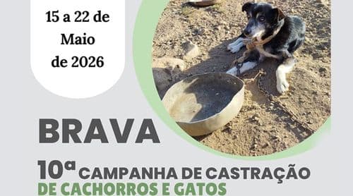 Brava: Campanha de castração animal regressa à ilha de 15 a 22 de Maio