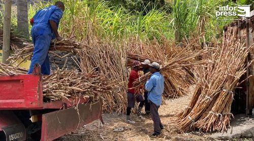 Porto Novo: Producers from Tarrafal de Monte Trigo stop exporting grog to Europe