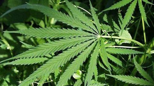 Canábis é a droga mais consumida em África e presença de cocaína e opioides aumentam