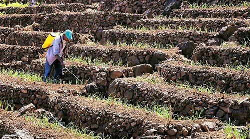 Porto Novo/Ano agrícola: MAA garante combate permanente à praga de gafanhotos