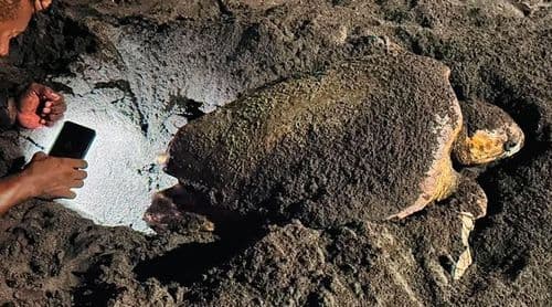 Terrimar regista duas tartarugas mortas em apenas um mês no município do Porto Novo 