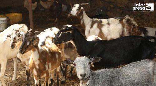 Porto Novo: Criadores com perdas de animais mais animados com possibilidade de ressurgimento de pasto – associação