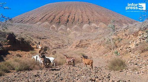Porto Novo/Planalto Norte: Delegado municipal pede plano de apoio aos criadores de gado