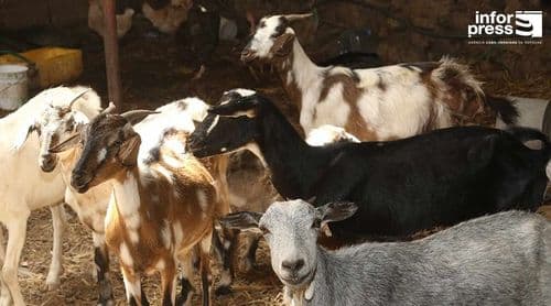 Porto Novo: Ministério de Desenvolvimento Rural prepara plano para acudir criadores de gado – delegado