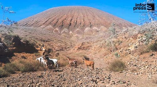 Porto Novo: Cães vadios estão a dizimar o gado caprino no Planalto Norte – criadores