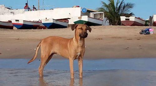 Presidente da Câmara da Praia anuncia espaço para acolher animais que deambulam na cidade