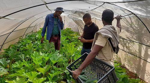 Porto Novo/Agricultura: Agricultores classificam experiência de túnel/estufa de bem-sucedida     