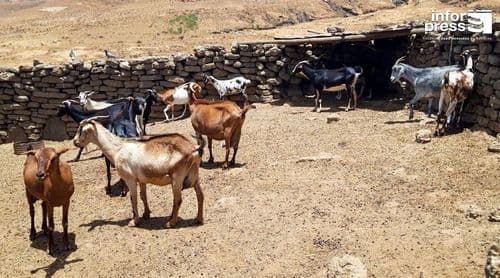 Porto Novo: Associação TerriMar constrói currais para pastoreio sustentável no parque Topo de Coroa 