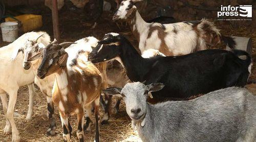 Porto Novo: Apenas sete dos 160 criadores de gado conseguiram até agora confinar os animais no Planalto Norte