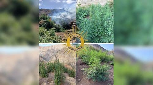 Santa Catarina: PJ desmantela duas parcelas agrícolas com 741 kg de canábis